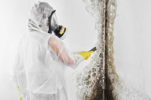 Best Mold Cleaning Services  in Jefferson, NC