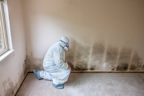Best Emergency Mold Removal  in Jefferson, NC