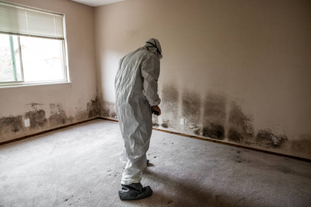 Mold Removal Process in Jefferson, NC