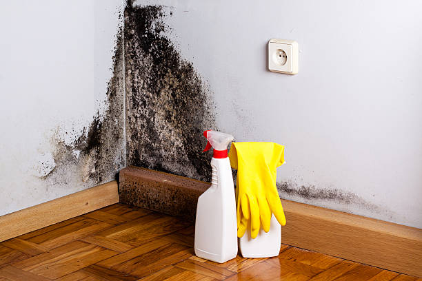 Best Office Mold Removal Services  in Jefferson, NC