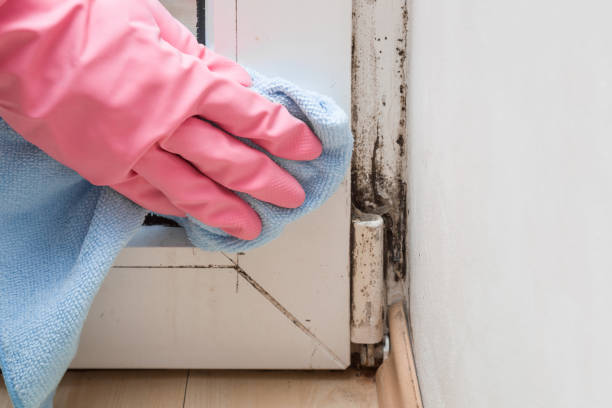 Best Mold Removal Company Near Me  in Jefferson, NC