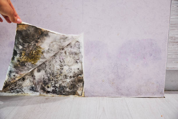 Best Mold Remediation  in Jefferson, NC